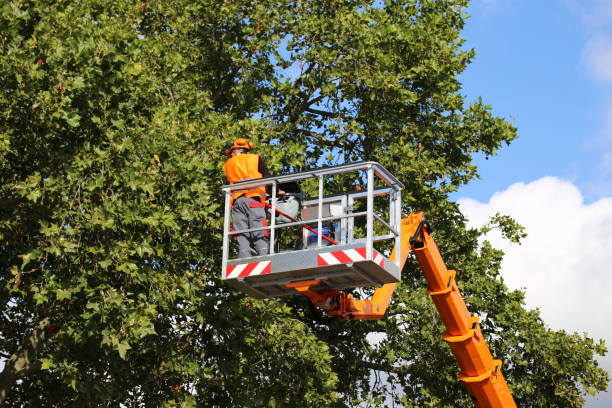 Best Tree Mulching  in Pierz, MN