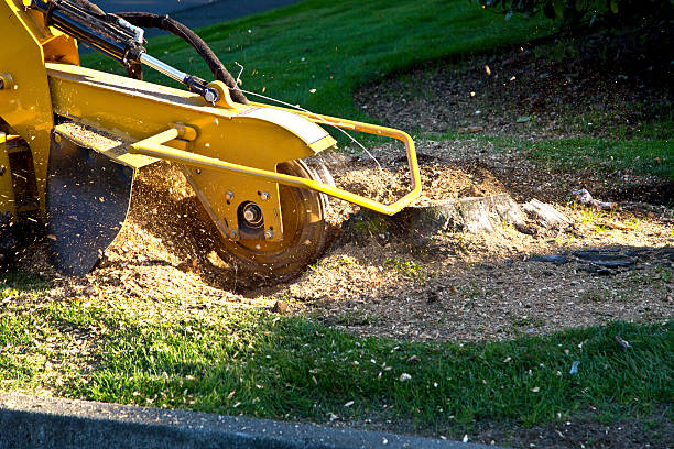 Best Sod Installation  in Pierz, MN