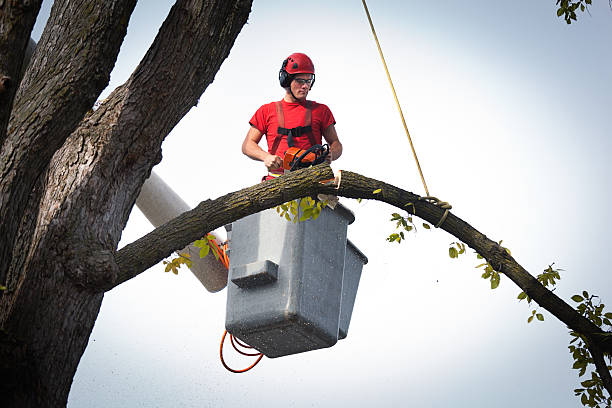 Best Fruit Tree Pruning  in Pierz, MN