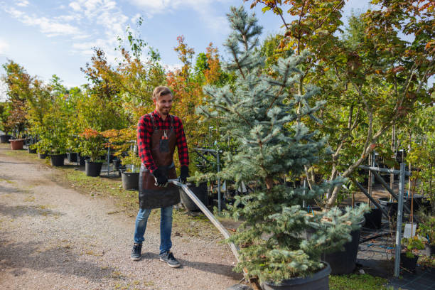 Best Tree Cabling and Bracing  in Pierz, MN