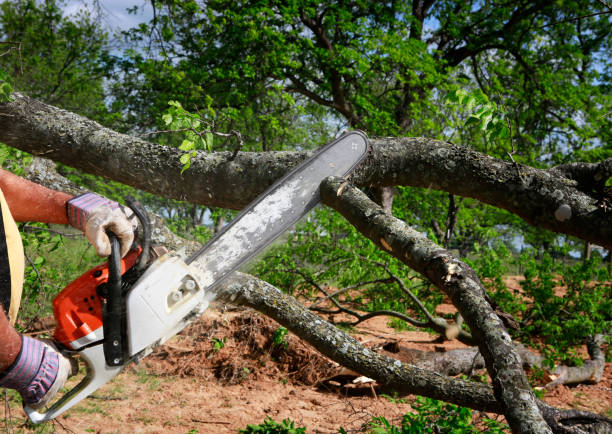 Best Stump Grinding and Removal  in Pierz, MN